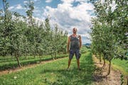Obstbauer Thomas Burren zwischen seinen Quittenbäumen in Chressibuech. (Bild: Thi My Lien Nguyen)