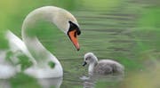 Bald suchen die Jungschwäne eine neue Bleibe (Bild: Corinne Hanselmann, 2. Mai 2016)