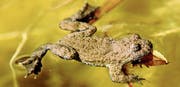 Die Gelbbauchunke im Garten von Bernhard und Frances Bischof. (Bild: PD)