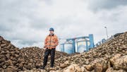 Werkleiter Joachim Pfauntsch steht in den ersten Rüben der aktuellen Kampagne. Die Qualität der Ware gefällt ihm. (Bild: Thi My Lien Nguyen)