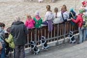 Über 90 Prozent der Besucherinnen und Besucher waren mit Angebot und Stimmung an der Olma zufrieden. (Bild: Hanspeter Schiess)