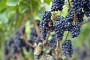 Aus Blauburgunder-Trauben wird der Pinot Noir gemacht. (Bild: Reto Martin (Symbolbild))