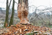 Bisher bezahlen Bund und Kantone nur Biberschäden an Kulturen und Bäumen. (Bild: Donato Caspari, Frauenfeld)