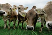 Jedes 20. Kalb kommt in der Schweiz ohne Hörner zur Welt. (Bild: Urs Jaudas)