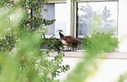 Das Einfangen ist gelungen, der Pfau hat seinen «Ferienaufenthalt» in Obertrübbach (Bild) wieder mit dem Platz bei seinem Besitzer getauscht. (Bild: Raphael Rohner/FM1 Today)