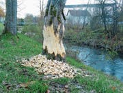 Ein Biber hinterlässt Spuren