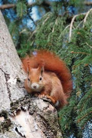 Ein fuchsrotes Eichhörnchen guckt neugierig, von wem es fotografiert wird. (Bild: Barbara Weber)