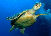 Hawksbill turtle, Red Sea, Egypt (Bild: WWF Schweiz)