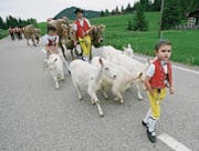 Zu einer traditionellen Alpfahrt gehören Appenzellerziegen dazu. (Bild: Reto Martin)