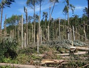 Insgesamt sind im Thurgau 15'000 Kubikmeter Holz umgeworfen worden. (Bild: pd)