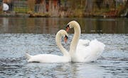 Das Schwanenpaar im Werdenbergersee ist bereits um neuen Nachwuchs besorgt. Die Jungen vom vergangenen Jahr vertreibt es. (Bild: Corinne Hanselmann)