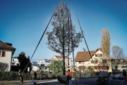 Der Turnverein Horn erhält eine neue Eiche als Ersatz für die alte: Mit dieser Lösung ist man zufrieden. (Bild: Jolanda Riedener)