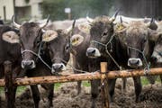 Bauern sollen für Kühe mit Hörnern - hier an der Viehschau in Trogen - mehr Subventionen erhalten. (Bild: Mareycke Frehner/Symbol)