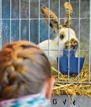 Kleintierschau: Hoppel ist ganz Ohr (Bild: Max Eichenberger)