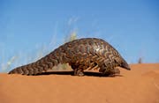 CAPE PANGOLIN (Bild: WWF Schweiz)