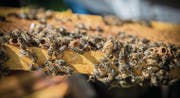 In solchen Zellen ziehen die Bienen neue Königinnen heran, um danach zu schwärmen. (Bild: Urs Bucher (Gams, 3. Juli 2014))