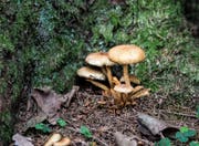 So wie im Naturschutzgebiet Hudelmoos schiessen zurzeit im ganzen Thurgau die Pilze aus dem Boden. (Bild: Thi My Lien Nguyen)