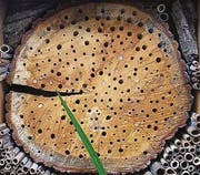In Holzscheiben gebohrte Löcher – «Hotelanlage» für Wildbienen. (Bild: pd)