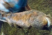 Abgemagertes Pferd im Stall von Pferdezüchter Ulrich K. (Bild: PD)