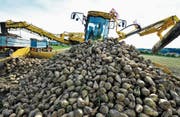 Der Anbau von Zuckerrüben ist in den letzten Jahren im Werdenberg –wie im gesamten Rheintal– stark gesunken. (Bild: Donato Caspri)