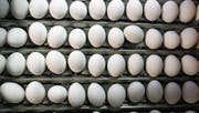 Auch in der Schweiz wurden Eier entdeckt, die das Insektengift Fipronil enthielten. Die hiesigen Detailhändler haben reagiert und Importeier sofort aus ihrem Sortiment genommen. (Bild: Urs Flüeler/Keystone)