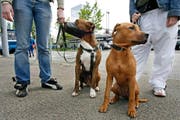 Ein Pitbull (mit Maulkorb) und ein Pitbull-Rottweiler-Mischling: Beide dürften im Thurgau nur mit Bewilligung gehalten werden. In St.Gallen und beiden Appenzell gibt es keine solchen Einschränkungen. (Bild: ALESSANDRO DELLA BELLA (KEYSTONE))