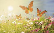 Blumen sind Bilder des Lebens: Zwischen dem Erwachen der Natur und dem Aufblühen der Seele besteht ein enger Zusammenhang. (Bild: Shutterstock)