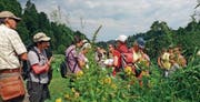 Spannende Kräuterkunde und Tipps auf der Wanderroute im Neckertal. (Bild: Walter Ferrari)