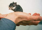 Maus als Haustier: Steve Schild besitzt gleich zwei und zwei Katzen. (Bild: Reto Martin (Reto Martin))