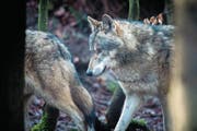Wölfe sind zwar schön anzusehen, sorgen aber auch für Probleme. (Bild: Benjamin Manser)