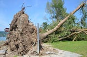 In Mammern ist dem Sturm ein Baum mitsamt Wurzel zum Opfer gefallen. (Bild: Margrith Pfister-Kübler)