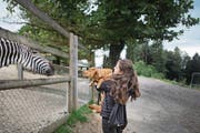 Was riecht denn hier so komisch? Julia Bolzerns Tollerwelpe Malou beäugt ein Zebra im Walter-Zoo. Oder umgekehrt? (Bild: Benjamin Manser)