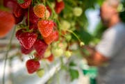 Erdbeerernte im Thurgau: Auf regionale Ware müssen die Konsumenten noch Wochen warten. (Bild: Reto Martin)