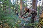 Wildhüter Benedikt Jöhl hilft beim Anbringen des Hanfs engagiert mit. (Bilder: Olivia Hug)