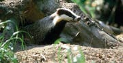 Geschützter Bau: Im Gegensatz zu Jagd Thurgau will die Regierung, dass die Baujagd im Thurgau nicht mehr erlaubt wird. (Bild: Daniel Hubacher)