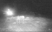 Die Wildtierkamera zeigt hinter den Schafen deutlich die Scheinwerfer eines Autos auf der Zufahrtstrasse. (Bild: PD)