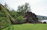 Sturm mit Rekordregen (Bild: Margrith Pfister-Kübler)