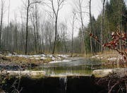 Im Schaarenwald. Holz aus Thurgauer Wäldern wird bereits als Rohstoff für die Gewinnung von erneuerbarer Energie genutzt. (Bild: Stefan Borkert)