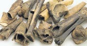 Weisen auf Gerberei hin: Hornzapfen unter den Tierknochen. (Bild: Amt für Archäologie Thurgau)