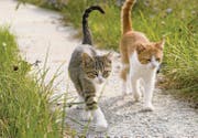 Fachleute empfehlen, weibliche Freigänger-Katzen mit sechs Monaten zu kastrieren, männliche ein bis zwei Monate später. (Bild: fotolia)