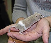 Eine Farbmaus. (Bilder: PD)