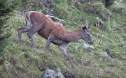 Die Hirschjagd hat Hochsaison. Die Werdenberger Jägerinnen und Jäger sind mit dem Abschuss auf Kurs. (Bild: Peter Eggenberger)