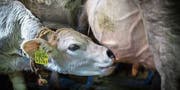 Eine Mutterkuh gibt ihrem Kalb zu trinken. (Bild: Benjamin Manser)