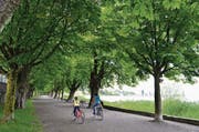 Die Kastanienallee beim Bodensee. (Bild: me)