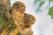 Zwei junge Steinkäuze vor der Bruthöhle. Alte Einzelbäume und Hochstammobstgärten sind für die kleine Eule wichtig. (Bild: Mathias Schäf/Bird-Life Schweiz)