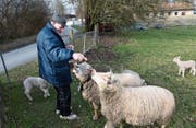 Richard Neururer füttert die beiden Muttertiere auf der Weide in der Salmsacher Bucht. (Bild: Markus Schoch)