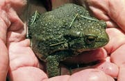 Diese Kröte wurde bei Neuwilen gerettet. (Bild: Marion Gessner)