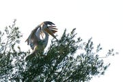 Experten der Vogelwarte Sempach gehen davon aus, dass der Pelikan vom Bodensee aus der Gefangenschaft geflüchtet ist. (Bild: Edgar Huber/Leserbild)