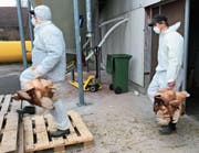 Eine auf die Entsorgung ausgedienter Legehennen spezialisierte Firma führte die Tötung in Neukirch-Egnach durch. (Bild: PD)