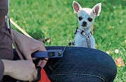 Neues Brevet: Kurse für Hund und Besitzer. (Bild: Reto Martin)